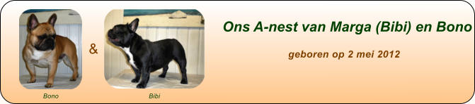 Ons A-nest van Marga (Bibi) en Bono                        geboren op 2 mei 2012 & Bono Bibi