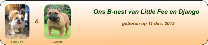 Ons B-nest van Little Fee en Django                        geboren op 11 dec. 2012 & Little Fee Django