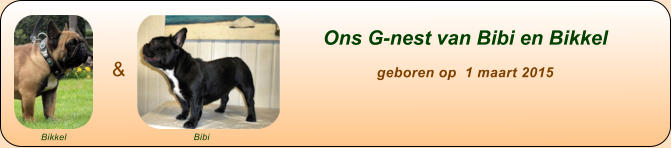 Ons G-nest van Bibi en Bikkel                                         geboren op  1 maart 2015  &   Bikkel         Bibi