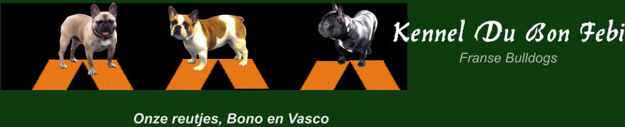 Onze reutjes, Bono en Vasco  Franse Bulldogs Kennel Du Bon Febi