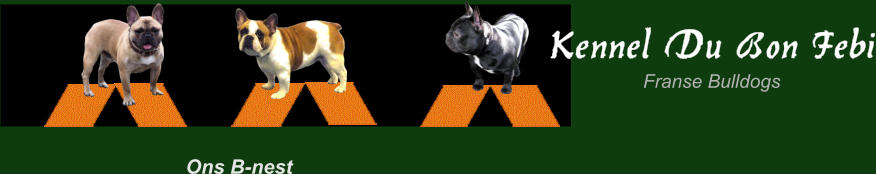 Franse Bulldogs Kennel Du Bon Febi Ons B-nest