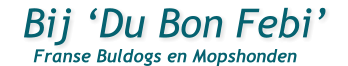 Bij Du Bon Febi        Franse Buldogs en Mopshonden