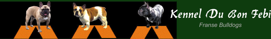 Franse Bulldogs Kennel Du Bon Febi